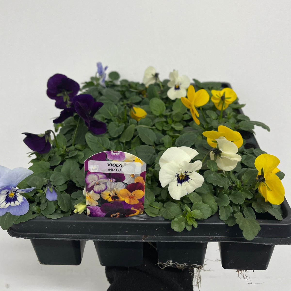 A black tray labeled &quot;12 Pack Viola Tray&quot; holds several Violas, a popular winter bedding plant, showcasing vibrant purple, yellow, white, and pale blue blooms with a central label displaying images of the flowers.