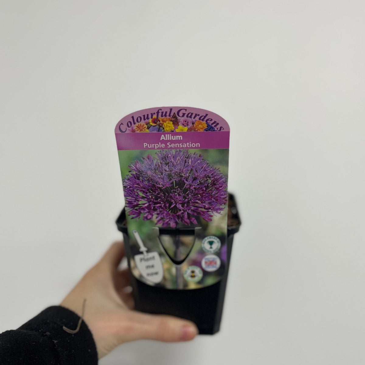 A hand holds a pot labeled Allium hollandicum &#39;Purple Sensation&#39; (two sizes available), showing its large, round purple flower—an ideal perennial and pollinator-friendly plant—set against a plain white background.