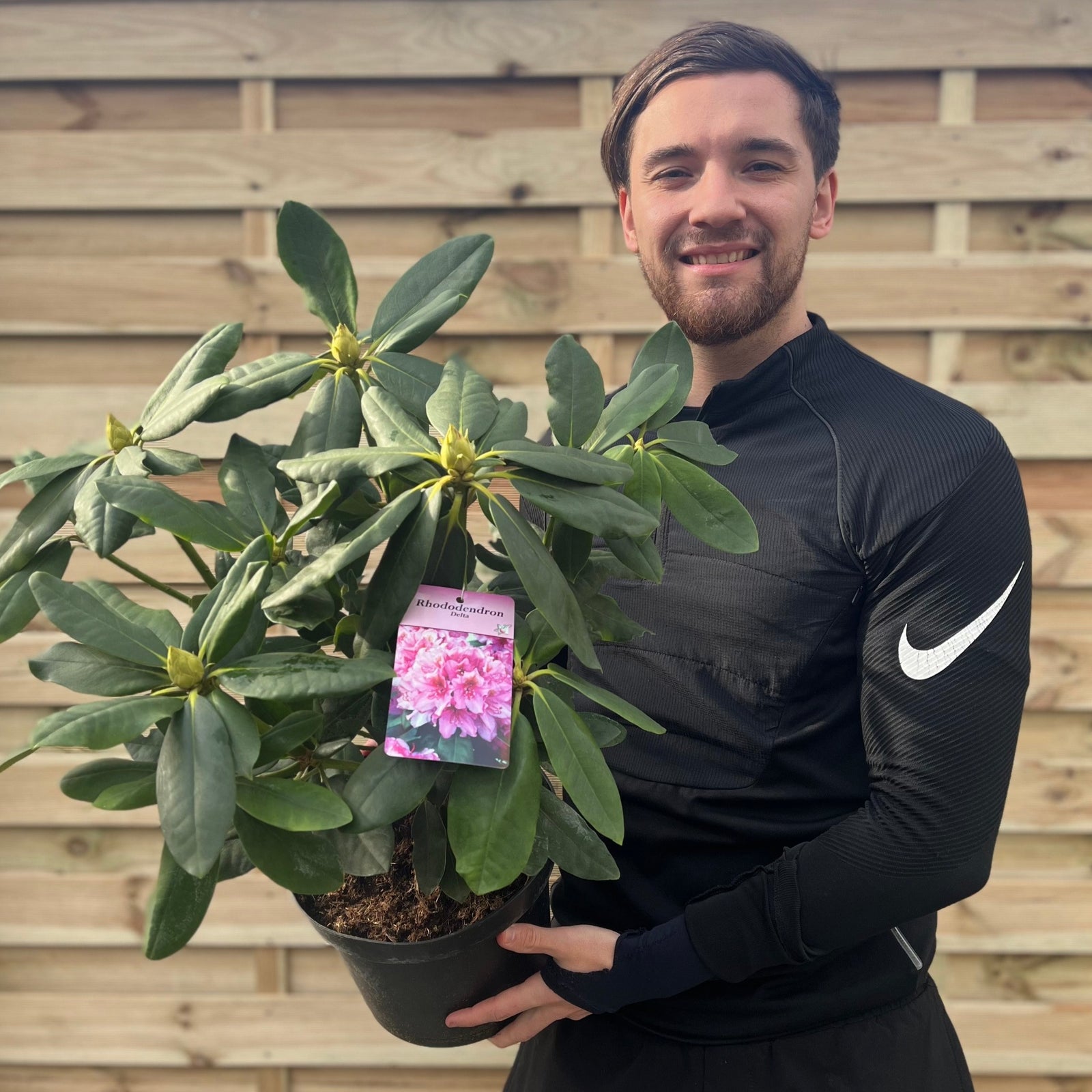 Close-up of Rhododendron Delta 2L / 5L: pink flowers with delicate petals, darker pink speckles near the center, and prominent white stamens stand out against lush green leaves on this stunning flowering shrub.