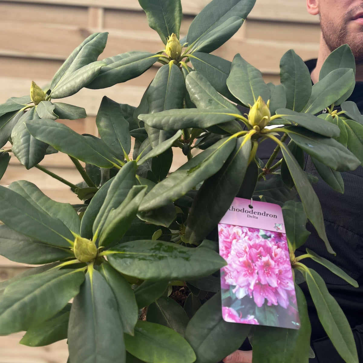A person holds a Rhododendron Delta 2L / 5L shrub with dark green leaves and buds. The plant’s tag shows blooming Rhododendron Delta flowers, set against a background of wooden panels.