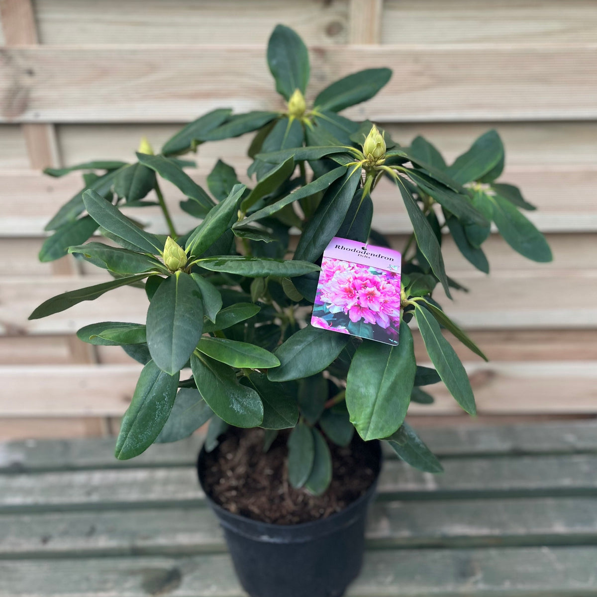 A Rhododendron Delta 2L / 5L shrub with green leaves and multiple buds rests on a wooden surface, with a tag displaying vivid pink rhododendron flowers.
