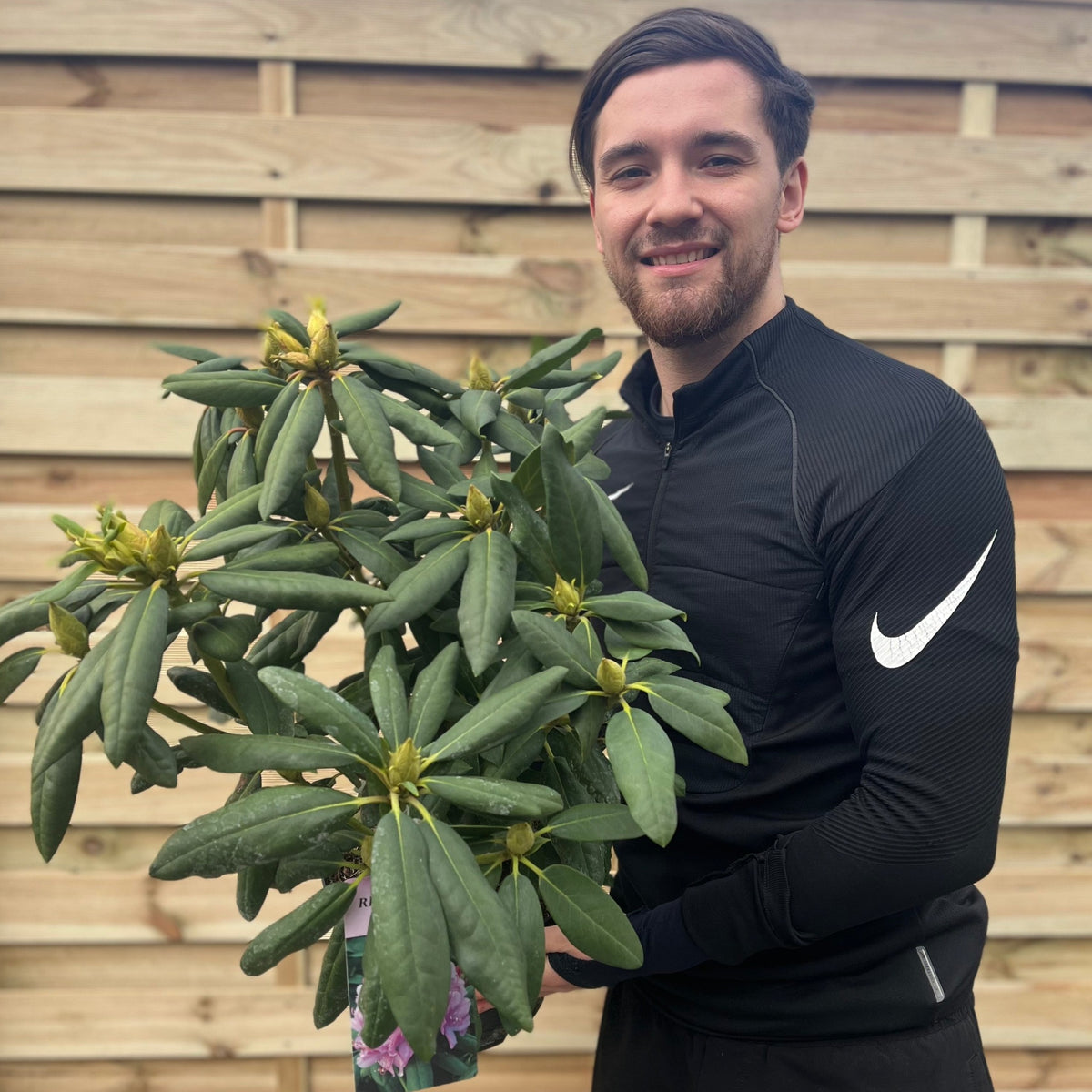 A man in a black Nike jacket stands outdoors by a wooden fence, smiling and holding a large potted Rhododendron Roseum Elegans 2-5L, a shrub with oval leaves and budding lavender-pink flowers.