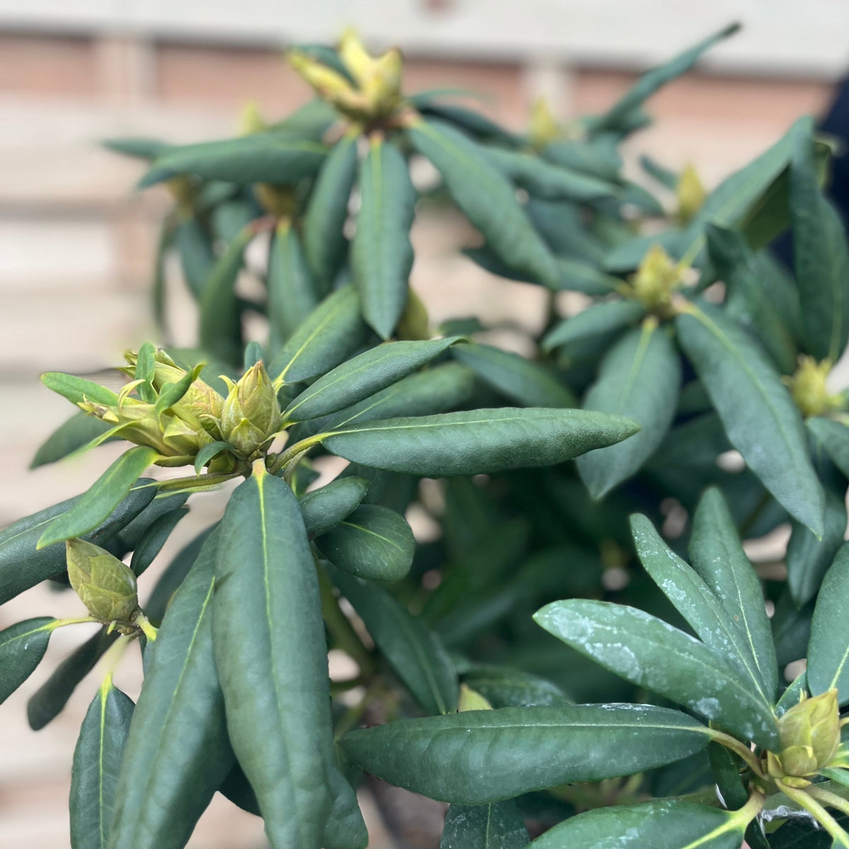 Close-up of Rhododendron Roseum Elegans 2-5L, a green shrub with elongated leaves and yellowish flower buds, set against a blurred, light brick wall background.