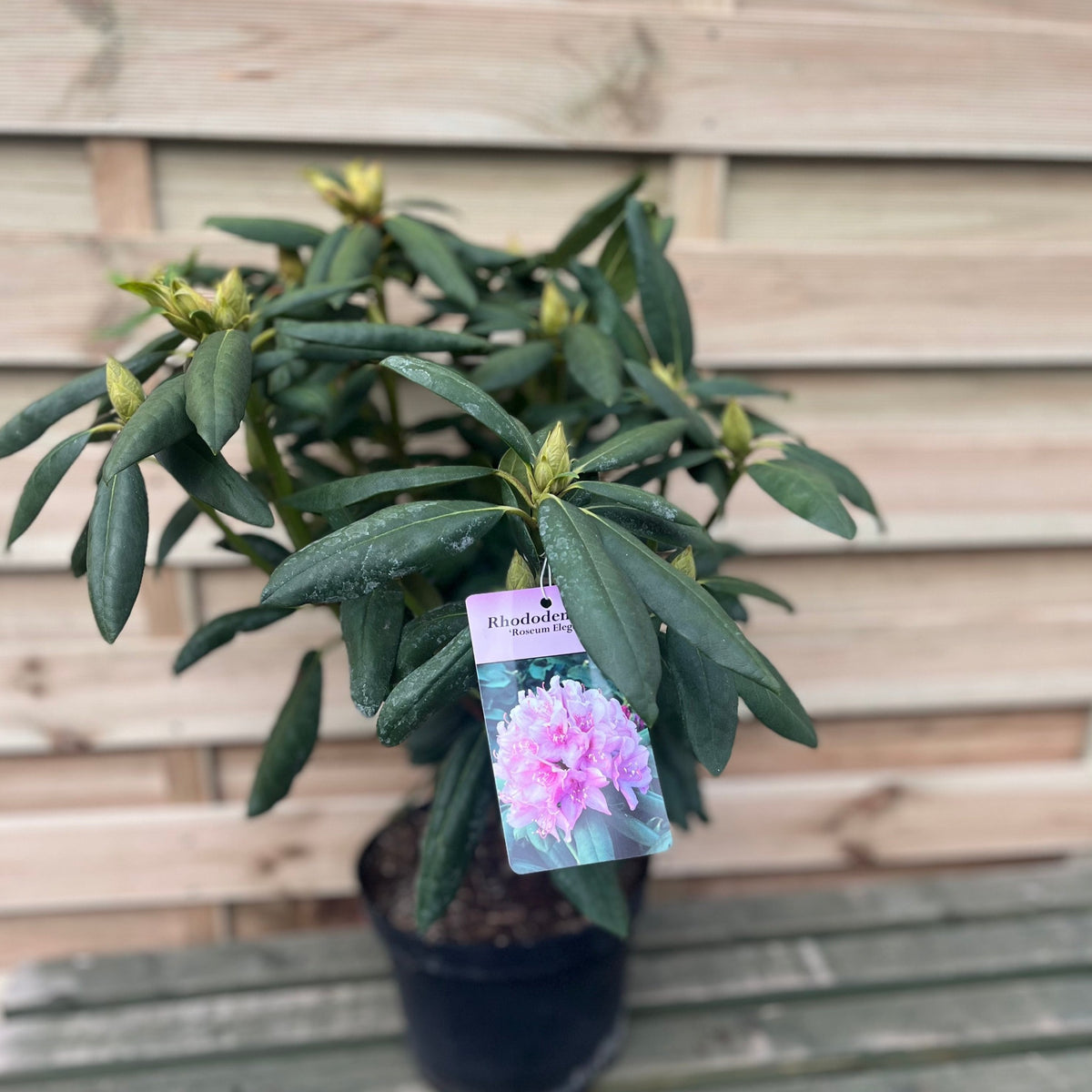 A Rhododendron Roseum Elegans 2-5L with green leaves and yellow buds sits on a wooden surface, displaying a tag featuring a photo of a blooming lavender pink rhododendron. Wooden slats are visible in the background.
