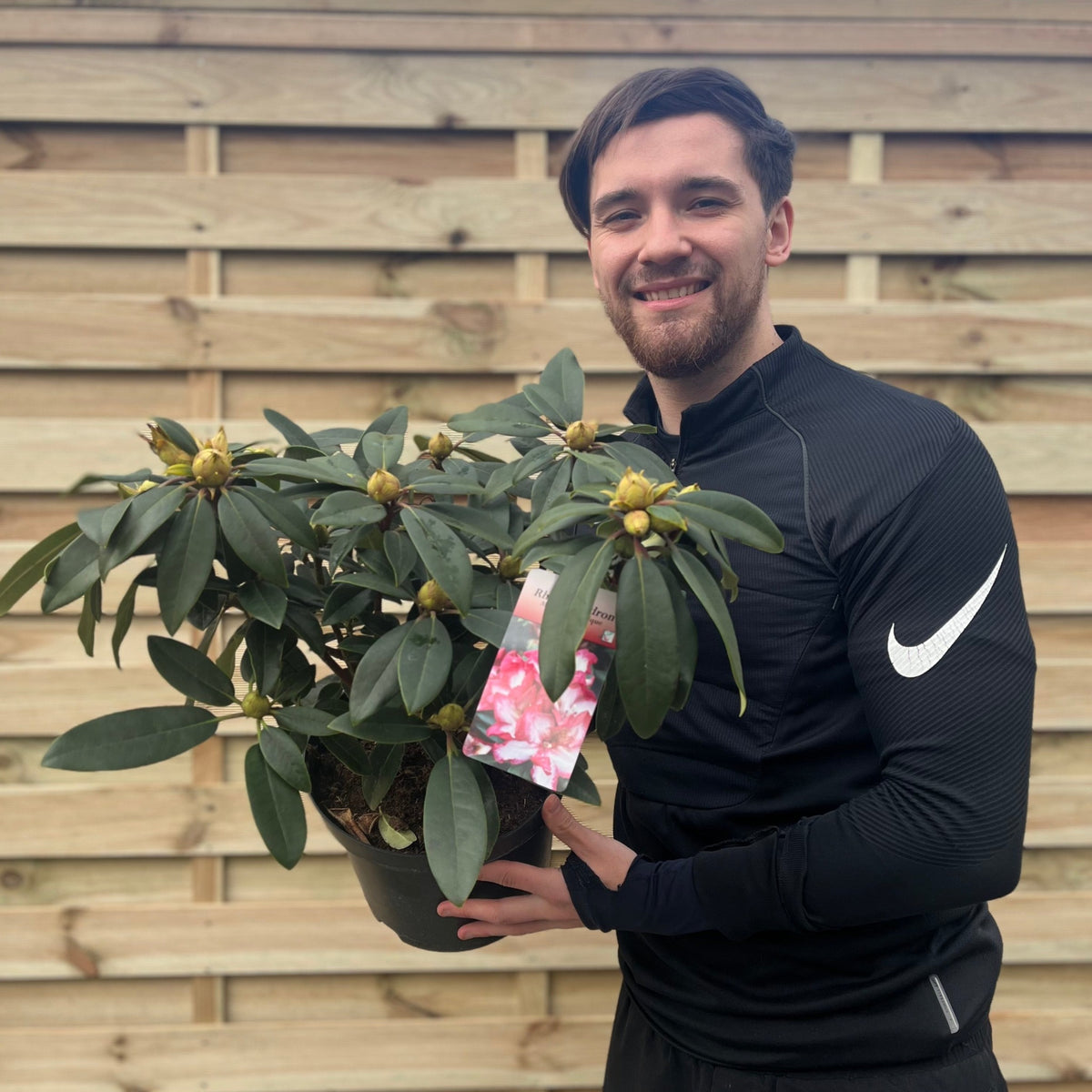 Rhododendron Midnight Mystique 5L