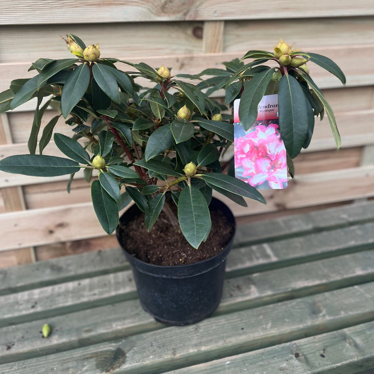 Rhododendron Midnight Mystique 5L
