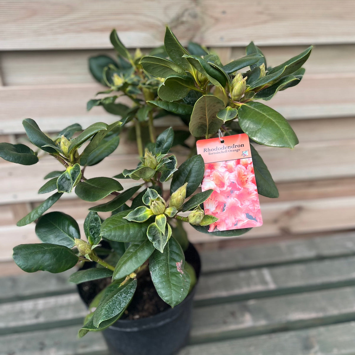 A Rhododendron &#39;Tortoischell Orange&#39; 5L with dark green leaves and flower buds, labeled with an image of pink flowers and &quot;Rhododendron,&quot; sits on wooden planks before a wooden wall.