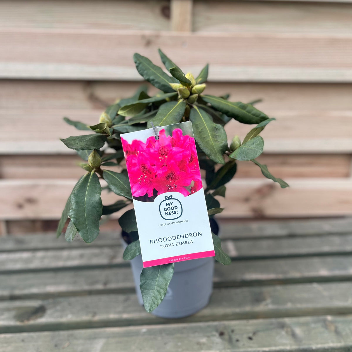 Rhododendron &#39;Nova Zembla&#39; 2L / 5L