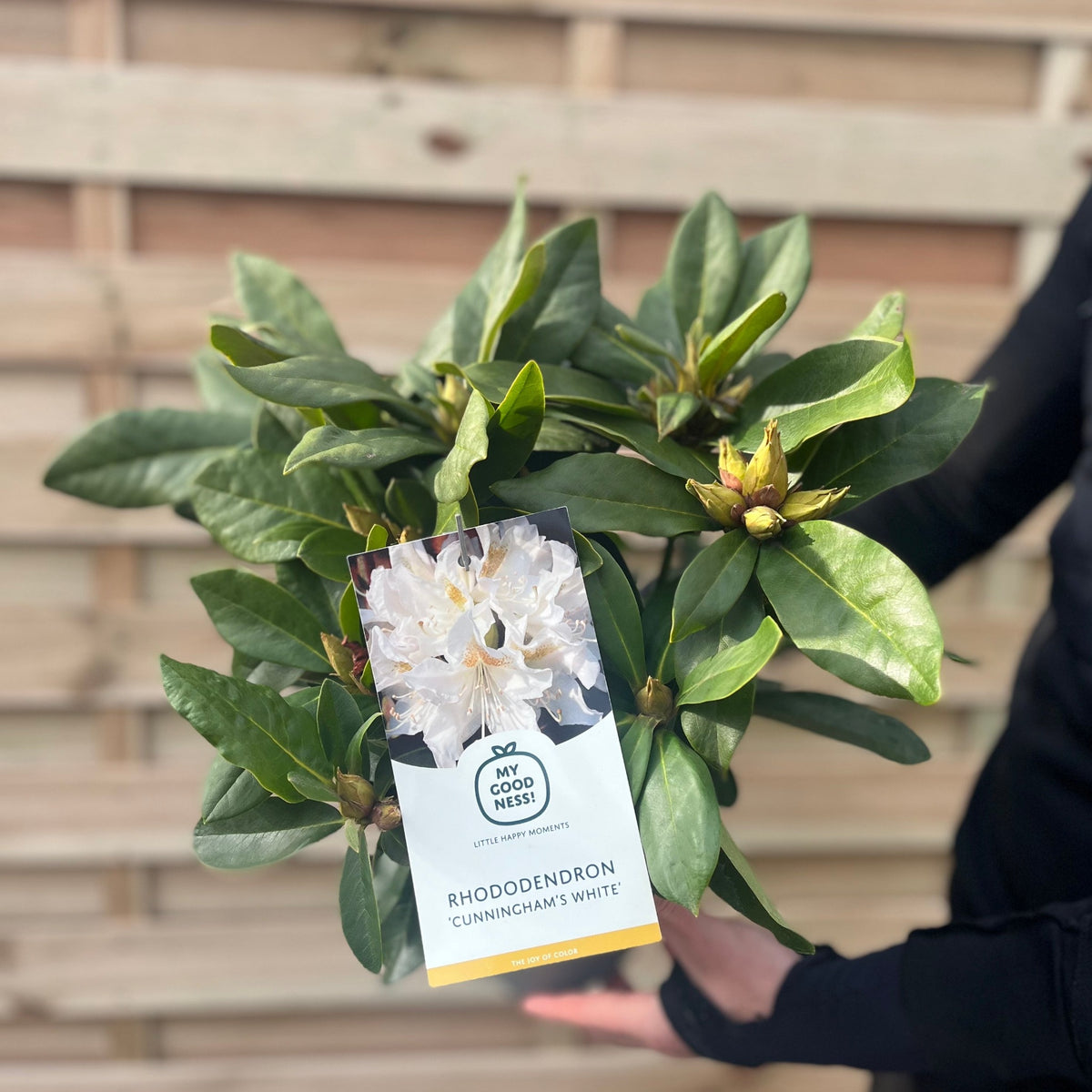 Someone holds a Rhododendron &#39;Cunninghams White&#39; 2L / 3L, an evergreen shrub with green leaves and flower buds, labeled with white funnel-shaped flowers. A wooden fence appears in the background.