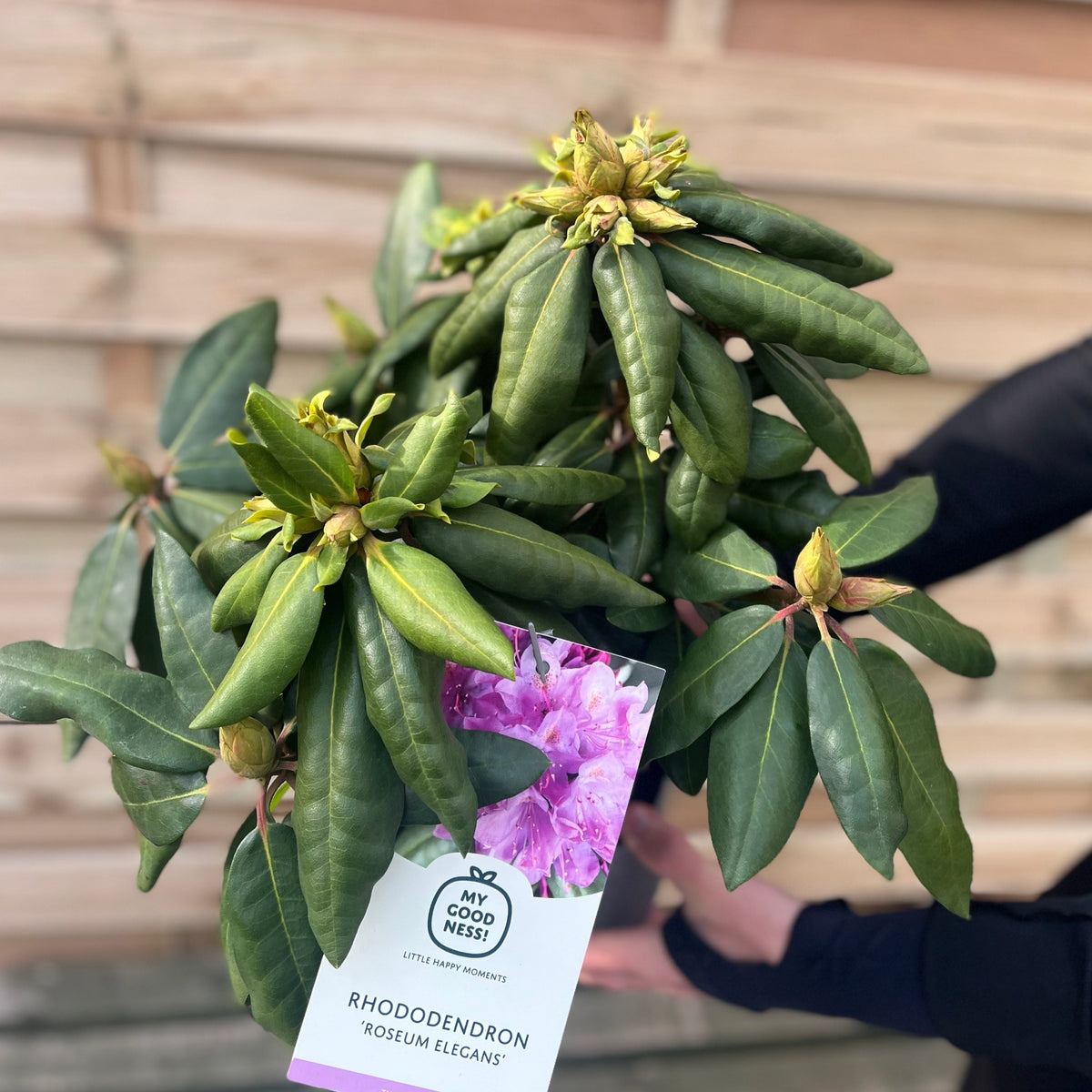 Someone holds a lush lavender-pink Rhododendron Roseum Elegans 2-5L, ready to plant.