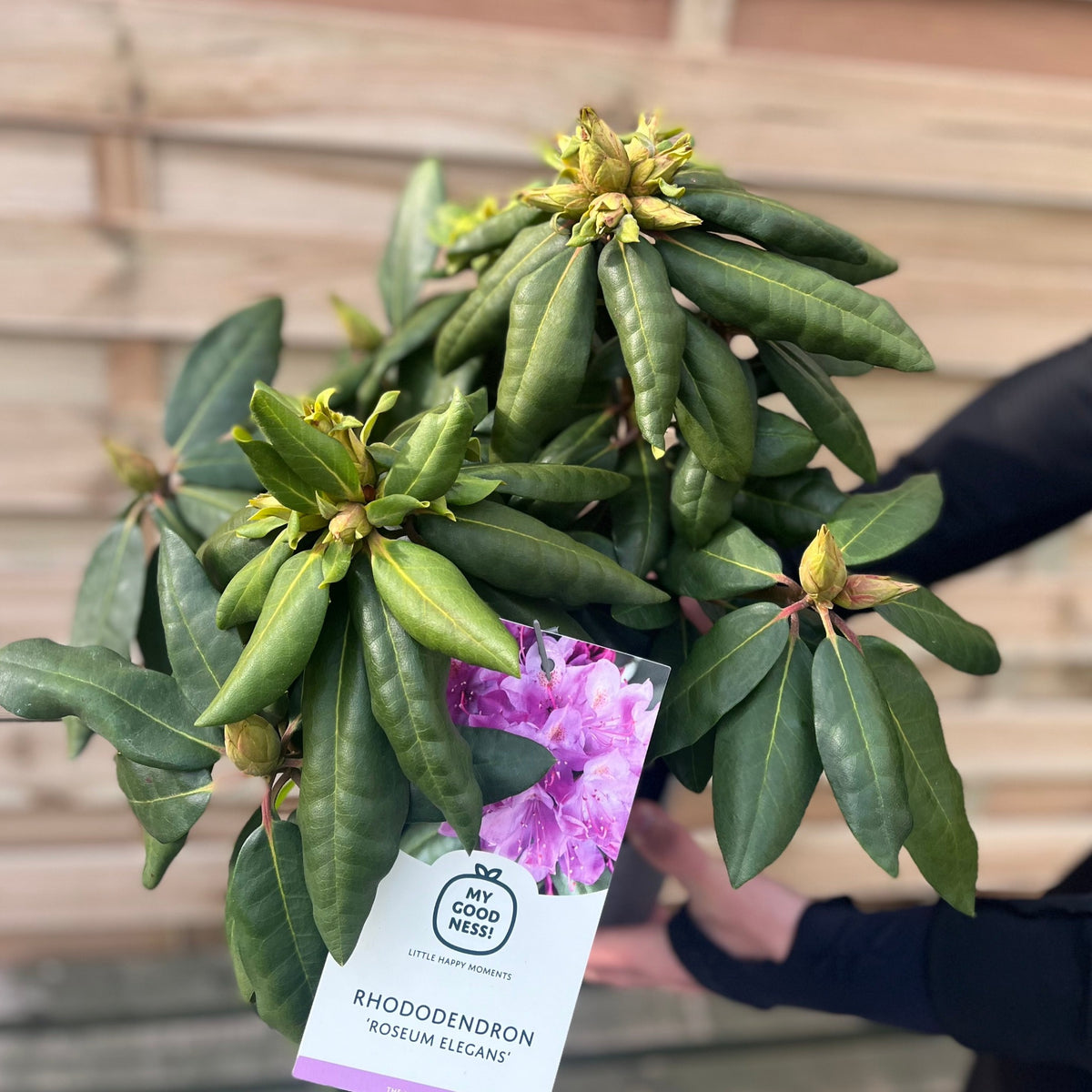 A person holds a potted Rhododendron Delta 2L / 5L, a flowering shrub with green leaves and buds. The label shows an image of its vibrant blooms. A wooden wall is in the background.
