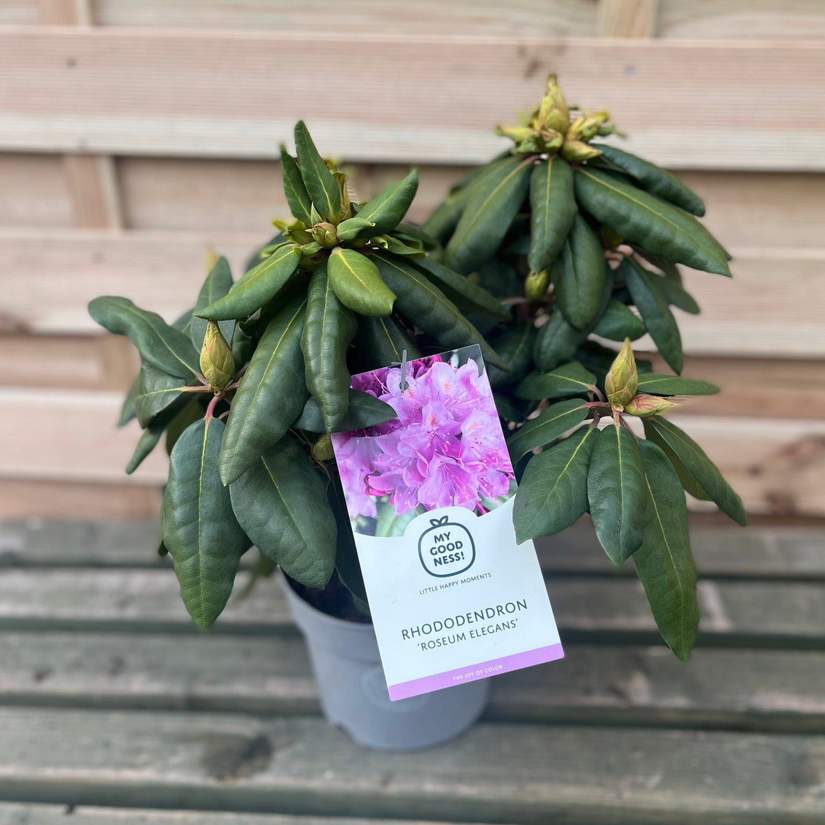 A Rhododendron Delta 2L / 5L with dark green leaves and pink flower buds sits on a wooden surface, featuring an info tag with a photo of blooms attached to this attractive flowering shrub.