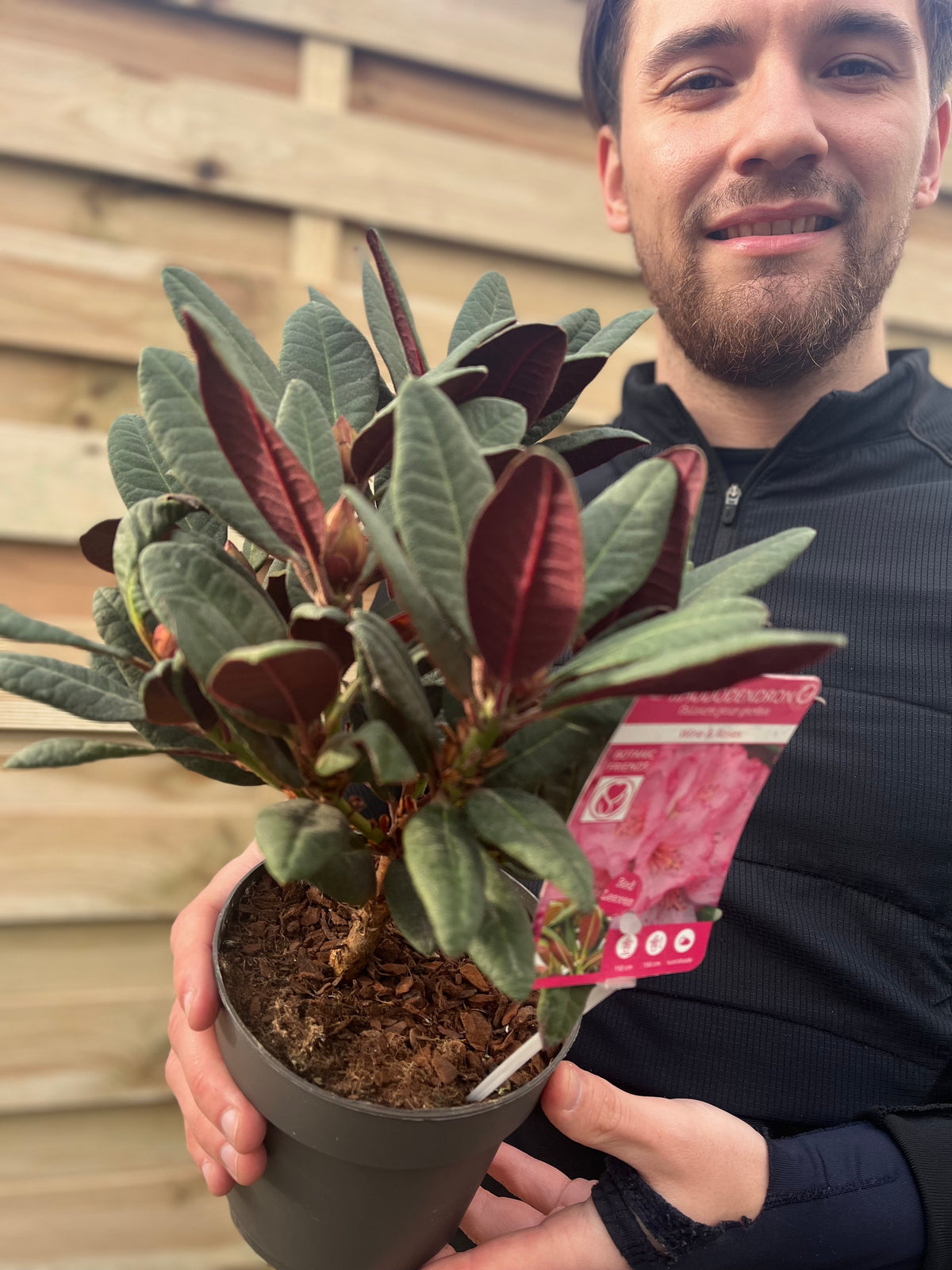 Rhododendron Wine and Roses (2 Sizes)