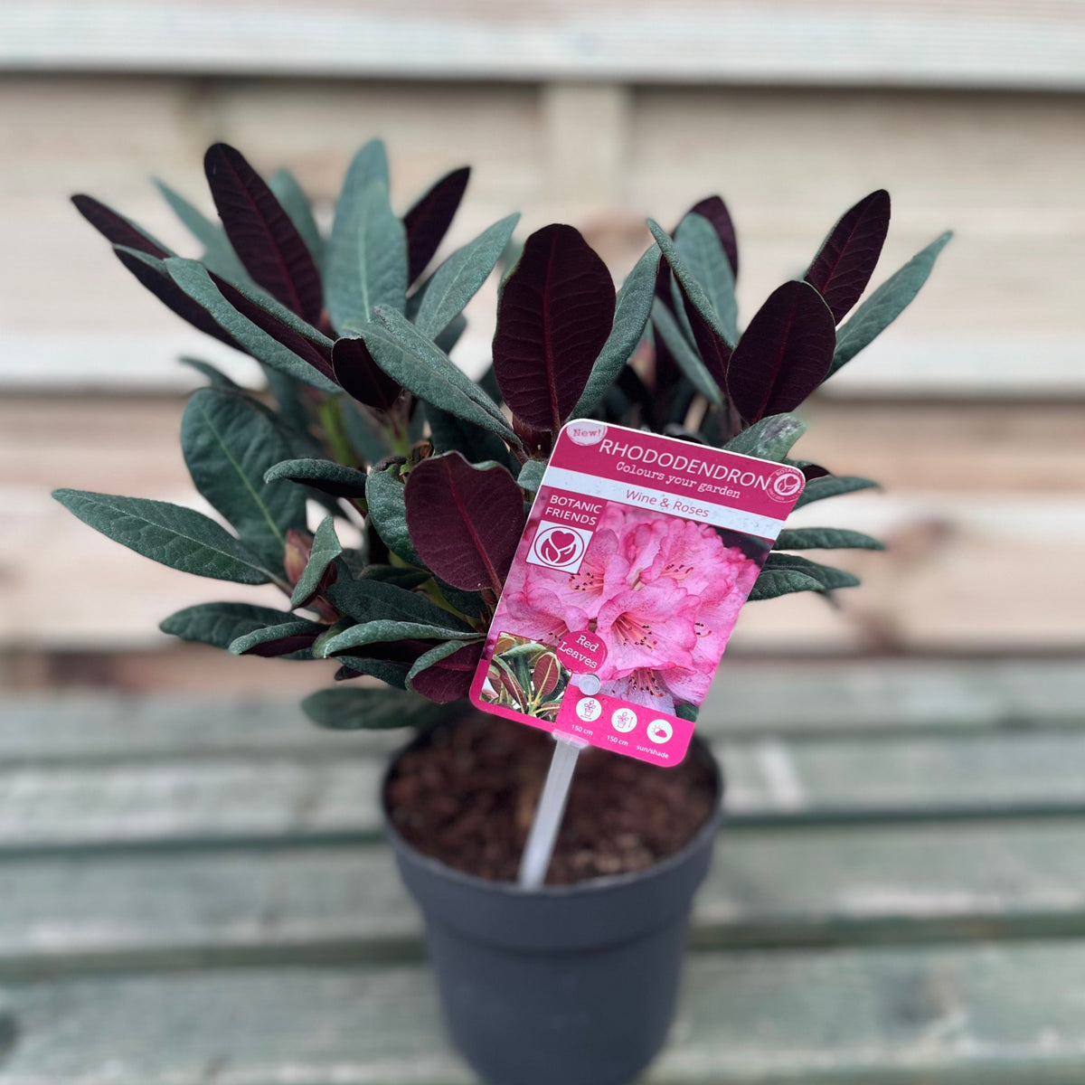 Rhododendron Wine and Roses (2 Sizes)