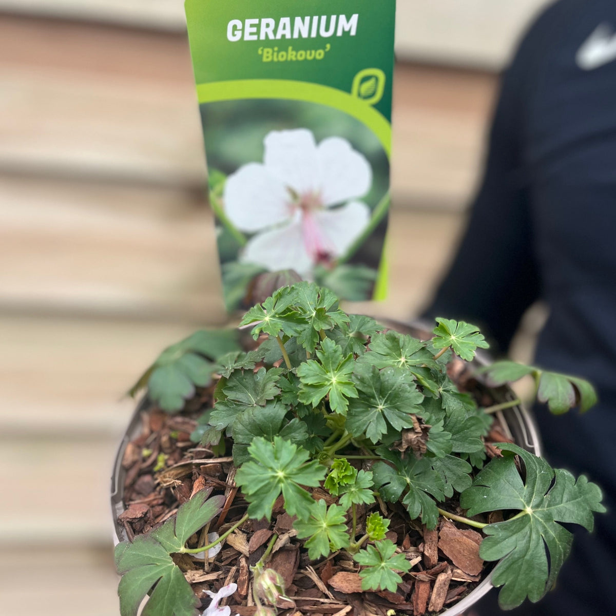 Geranium &#39;Biokovo&#39; 9cm/2L