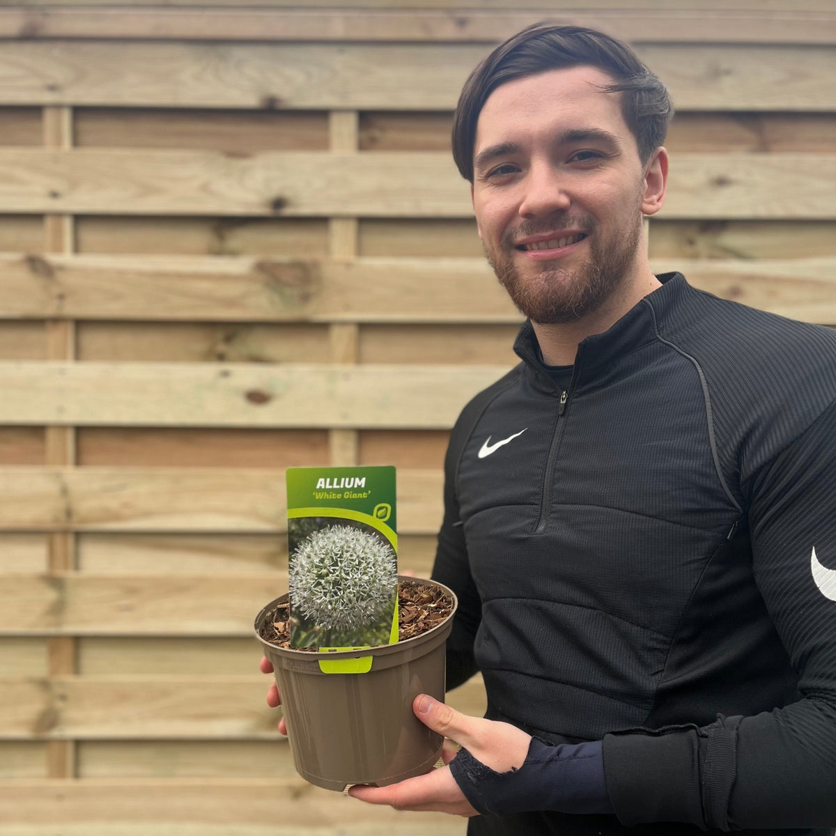 Allium &#39;White Giant&#39; 2L