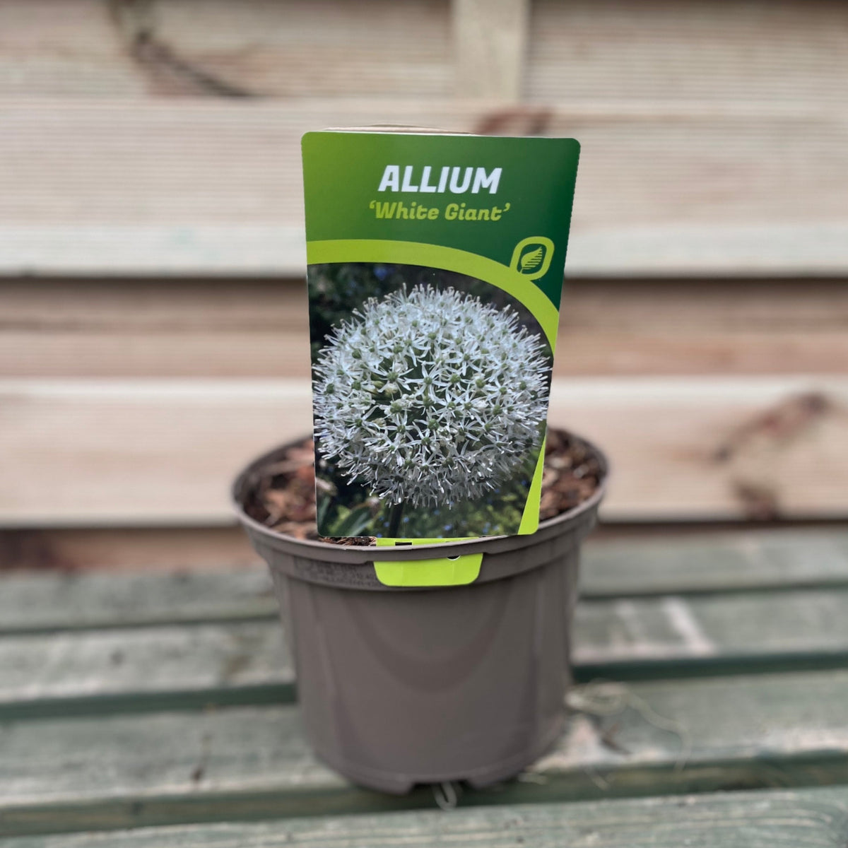 Allium &#39;White Giant&#39; 2L