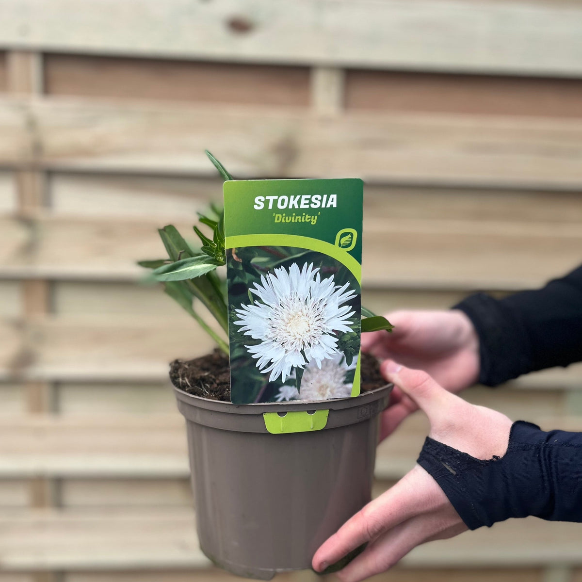 A person holds a brown plastic pot with green leaves and a label showing a white flower and the text &quot;Stokesia &#39;Divinity&#39; 2L,&quot; an attractive perennial with snow white fluffy blooms, in front of a wooden fence.