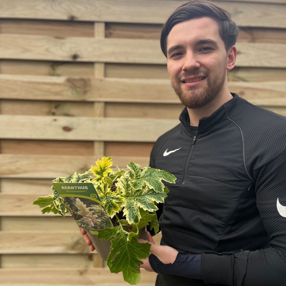 Acanthus mollis &#39;White Water&#39; 2L