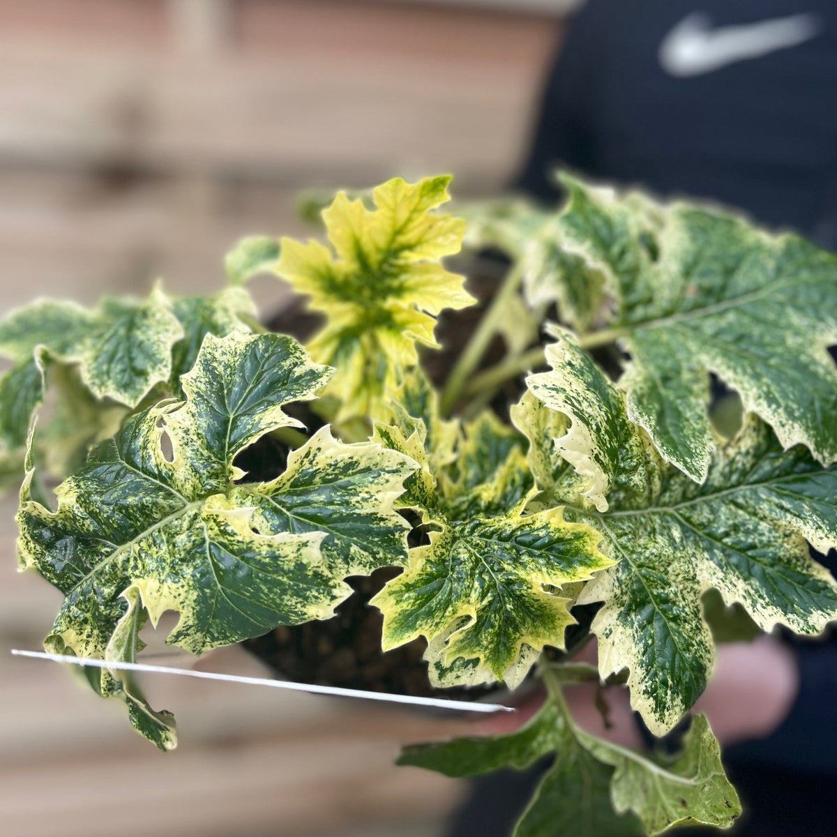Acanthus mollis &#39;White Water&#39; 2L