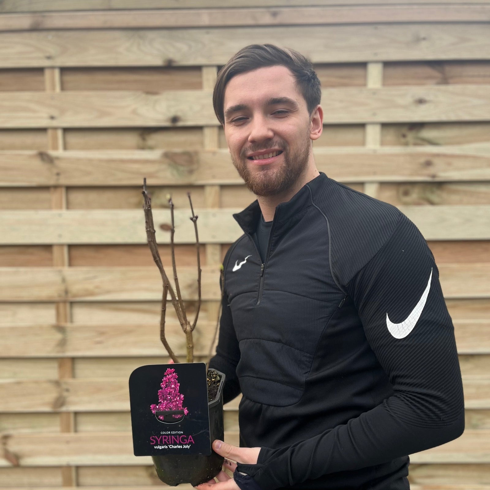 Syringa vulgaris 'Charles Joly' (Lilac) 2L