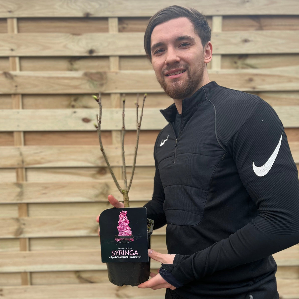 Syringa vulgaris &#39;Katherine Havemeyer&#39; (Lilac) 2L