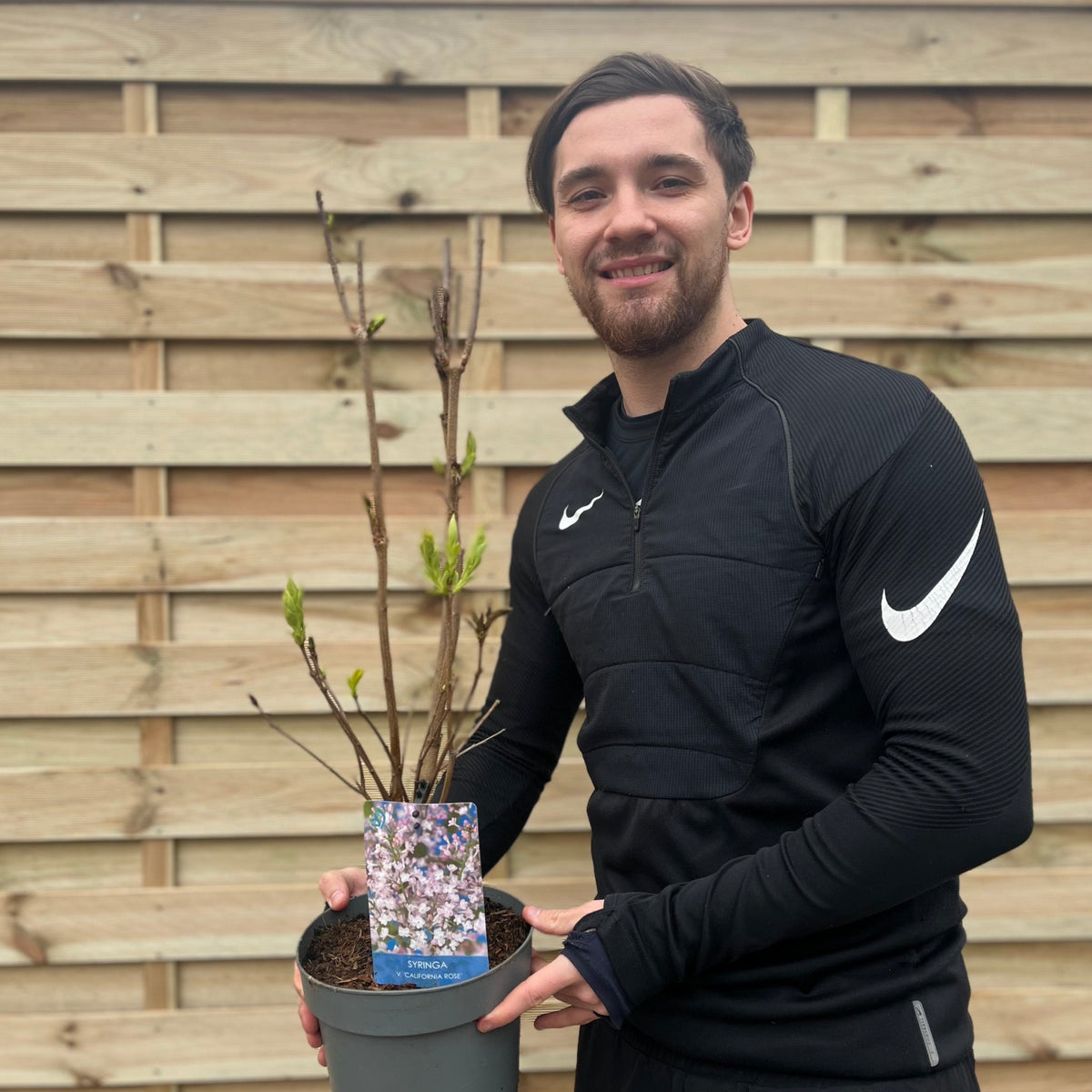 Syringa vulgaris &#39;California Rose&#39; (Lilac) 3L