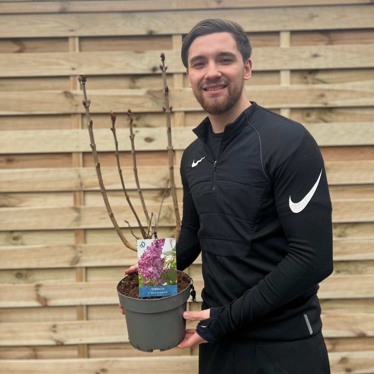 Syringa vulgaris &#39;Belle De Nancy&#39;&#39; (Lilac) 3L