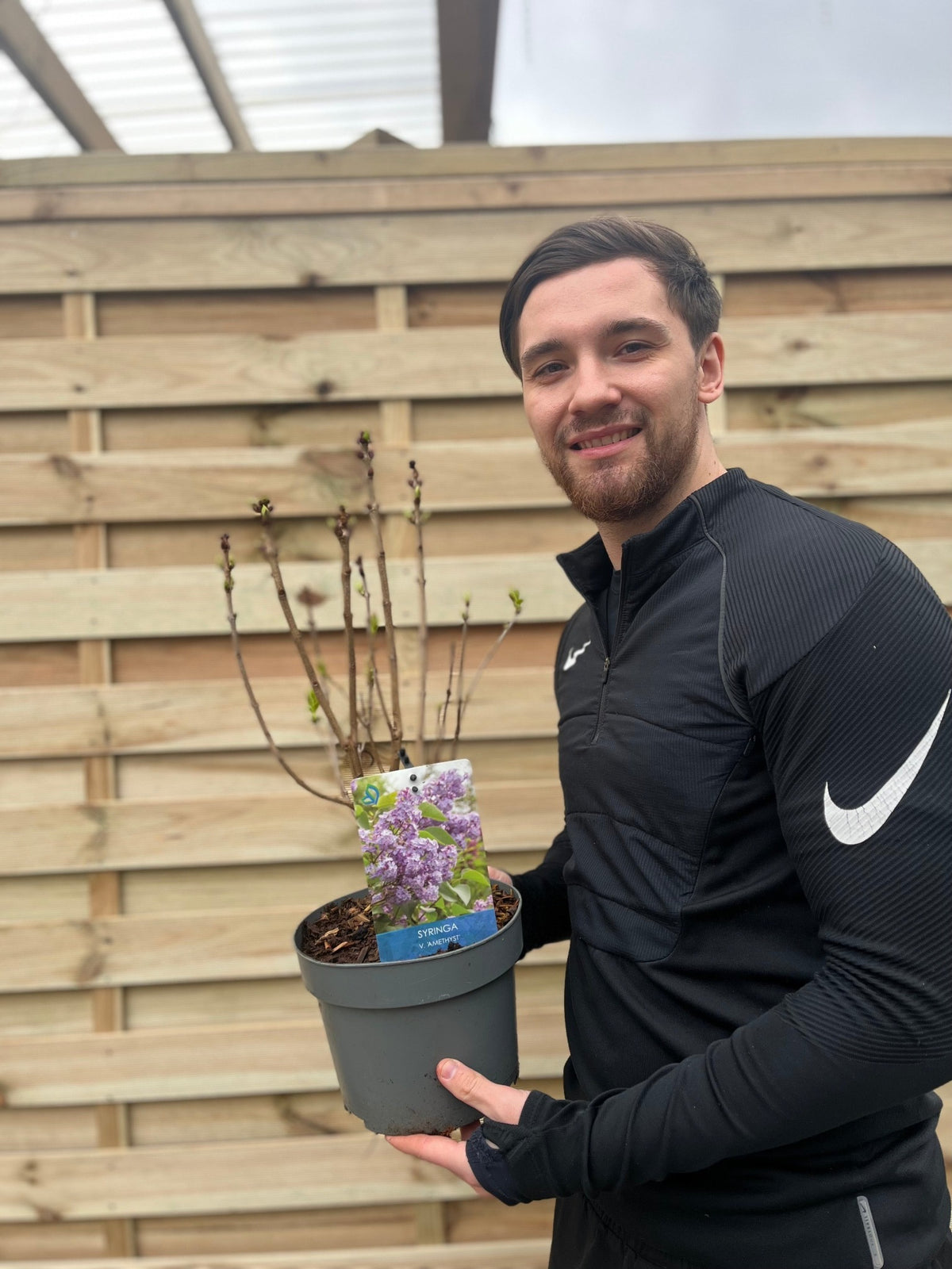 Syringa vulgaris &#39;Amethyst&#39; (Lilac) 3L