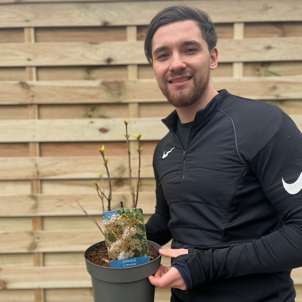A smiling man in a black sports jacket holds a Syringa vulgaris &#39;Primrose&#39; 3L potted lilac with budding branches in front of a wooden fence. A plant tag with images and text is visible in the soil.