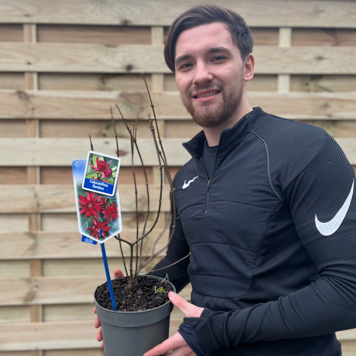 Calycanthus Floridus 3L