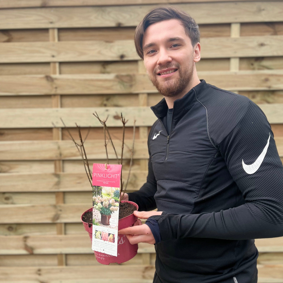 Hydrangea paniculata &#39;Pink Light&#39; 2L / 5L