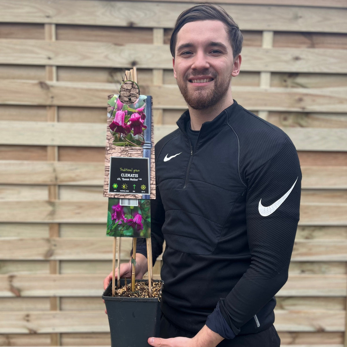 Clematis &#39;Queen Mother &#39; 75cm