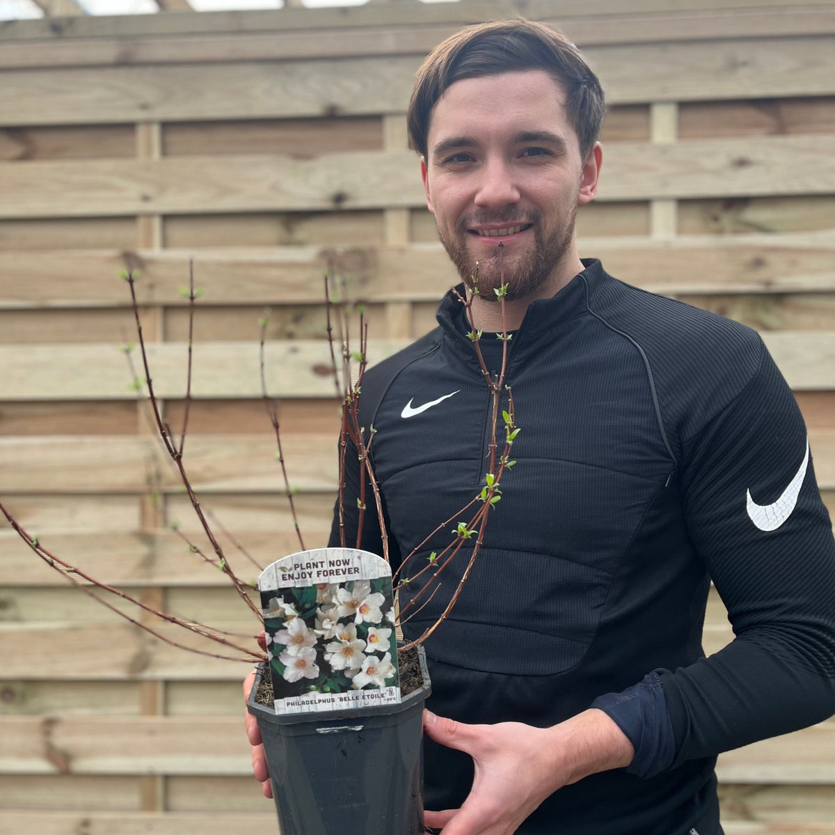 Philadelphus &#39;Belle Etoile&#39; 9cm/ 1L / 2L / 4L