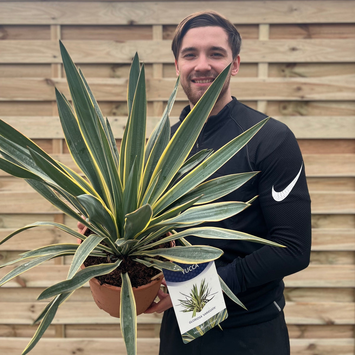A man in a black Nike top stands before a wooden fence, smiling as he holds a potted Yucca &#39;Gloriosa&#39; Variegata (9cm/3L/7.5L), an eye-catching evergreen shrub with architectural foliage and a care tag attached.