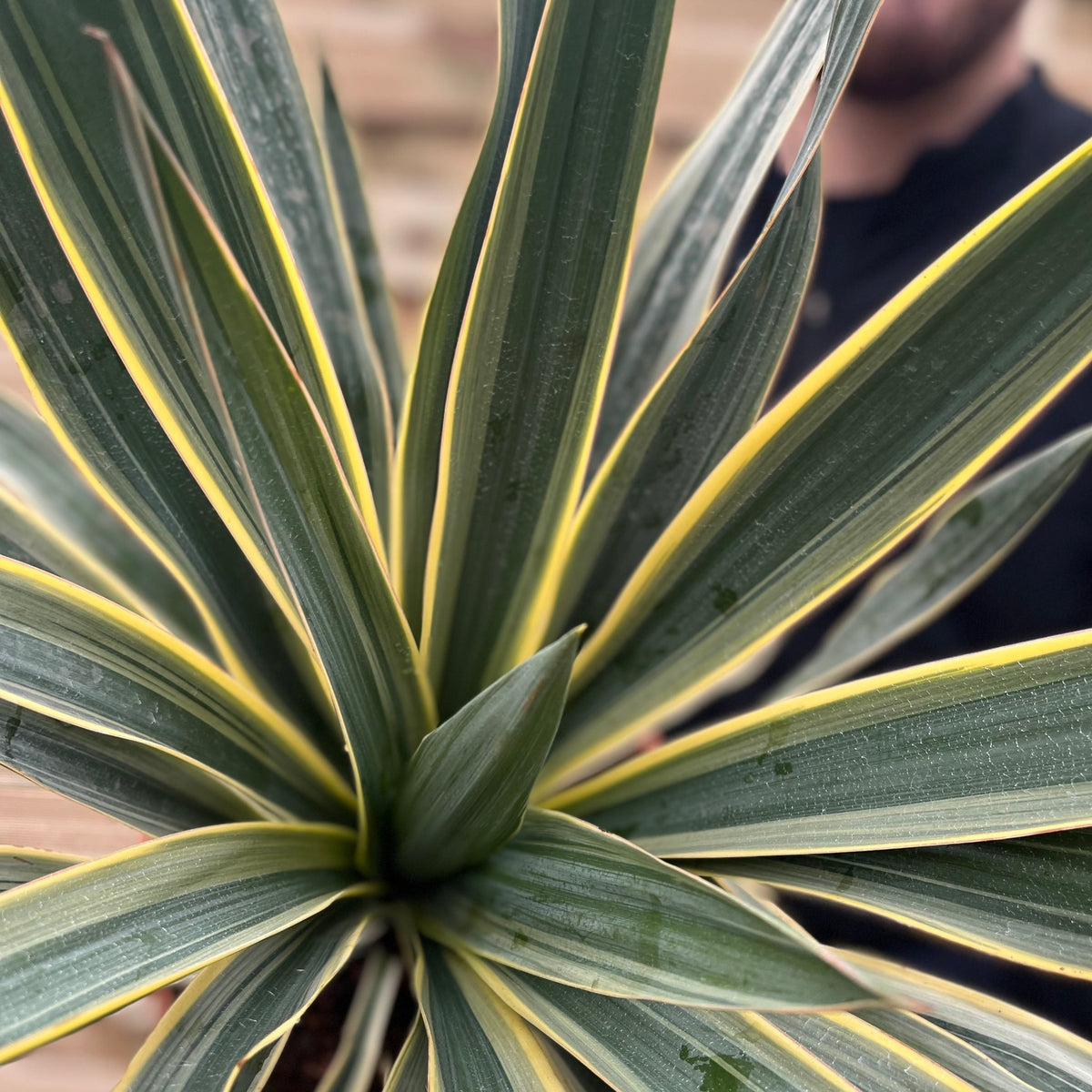 A close-up of a Yucca &#39;Gloriosa&#39; Variegata (available in 9cm, 3L, or 7.5L pots) shows its green and yellow variegated, long, pointed leaves. A person in a dark shirt appears blurred in the background.