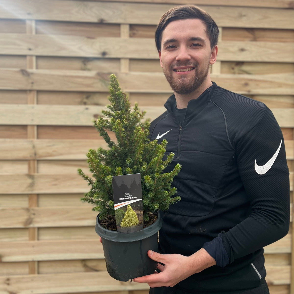 A smiling man in a black Nike top holds a Picea glauca &#39;Rainbows End&#39; 3L with a tag and decorative stone, standing in front of a wooden fence.