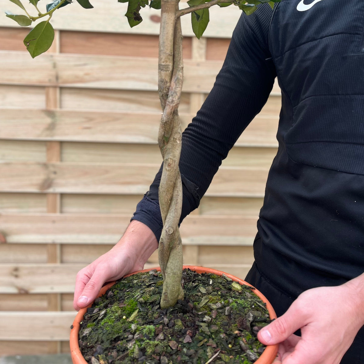 A person in a black long-sleeve shirt holds a Standard Plaited Holly Tree (Ilex &#39;Nellie Stevens&#39;, 100cm) with a braided trunk in front of a wooden fence.