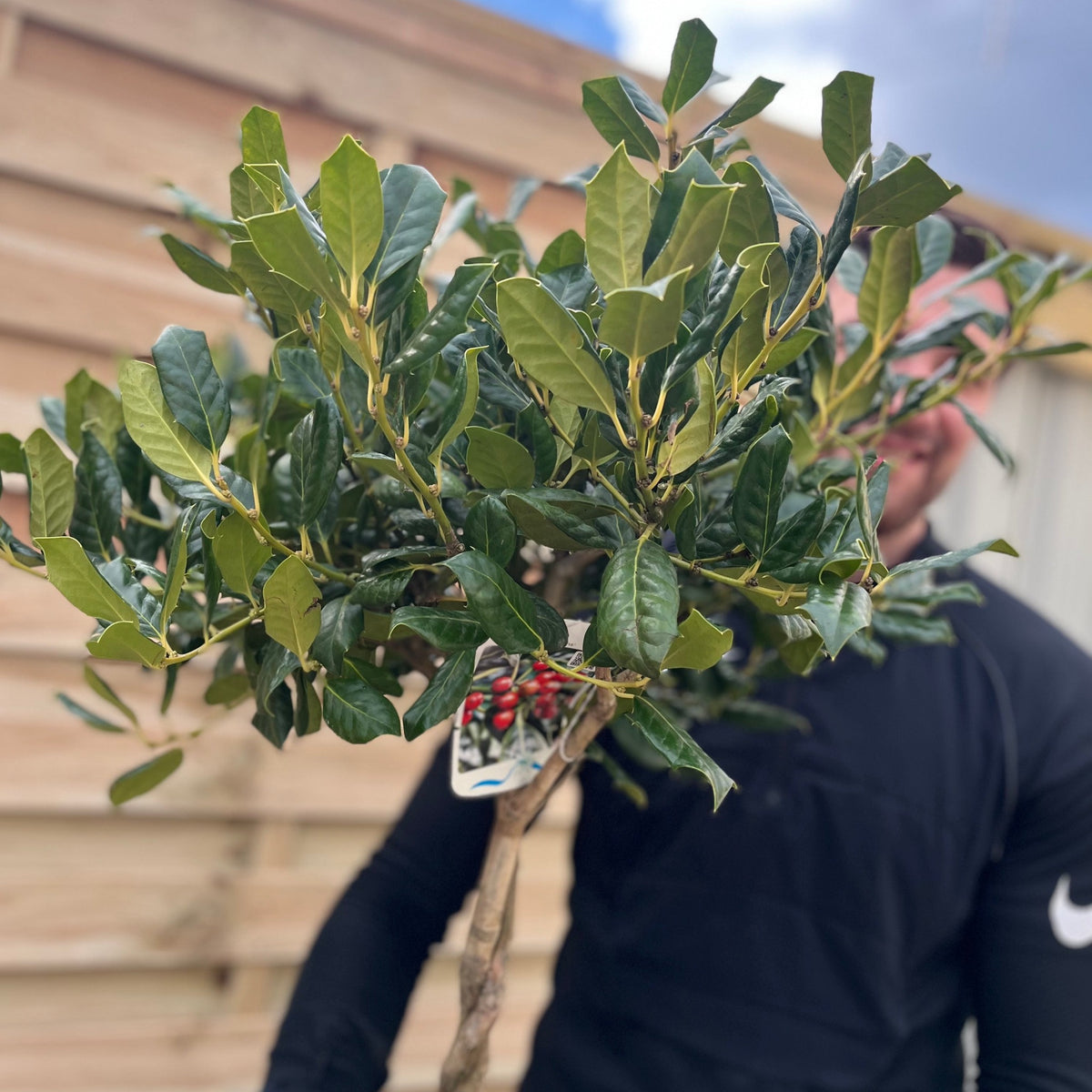 A person in a black long-sleeve shirt holds a Standard Plaited Holly Tree (Ilex &#39;Nellie Stevens&#39;, 100cm), partially covering their face, with a wooden fence and cloudy sky behind them.