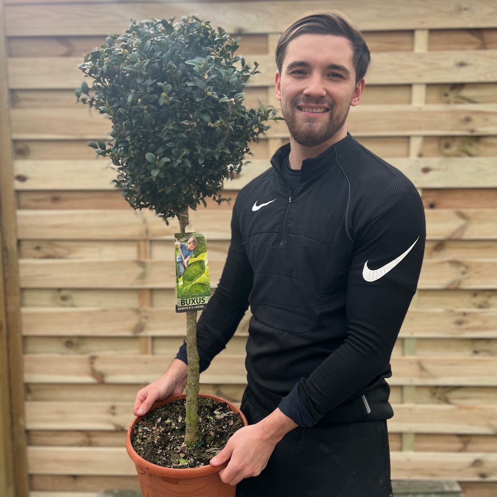 A man holding a Buxus Topiary Ball on Stem (Buxus sempervirens Topiary, 80-90cm/160cm).