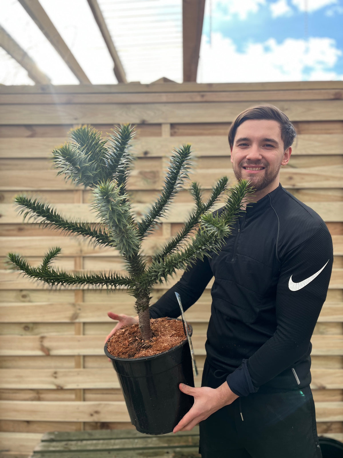 A smiling man in a black Nike jacket holds an Araucaria Araucana Monkey Puzzle Tree (Large, 10L Pot, 90cm inc. pot) in front of a wooden fence under a partly cloudy sky.