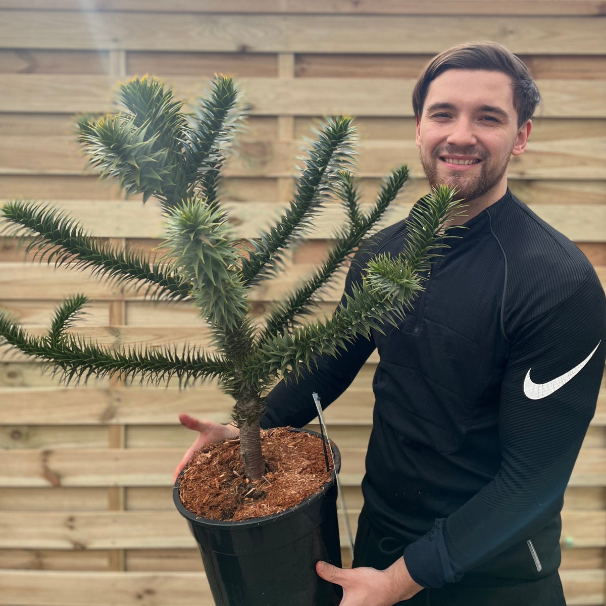 A smiling man in a black Nike sweatshirt holds a large Araucaria Araucana Monkey Puzzle Tree in a 10L pot (90cm tall including pot) in front of a wooden fence.