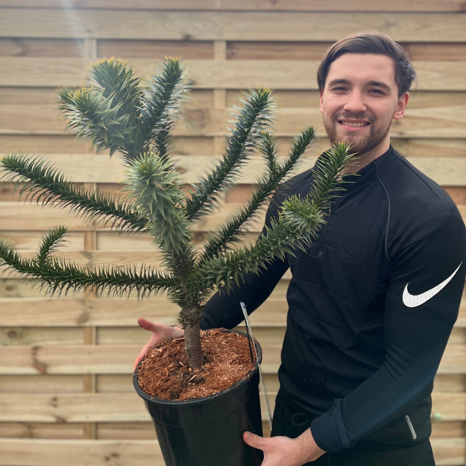 A smiling man in a black Nike sweatshirt holds a large Araucaria Araucana Monkey Puzzle Tree in a 10L pot (90cm tall including pot) in front of a wooden fence.
