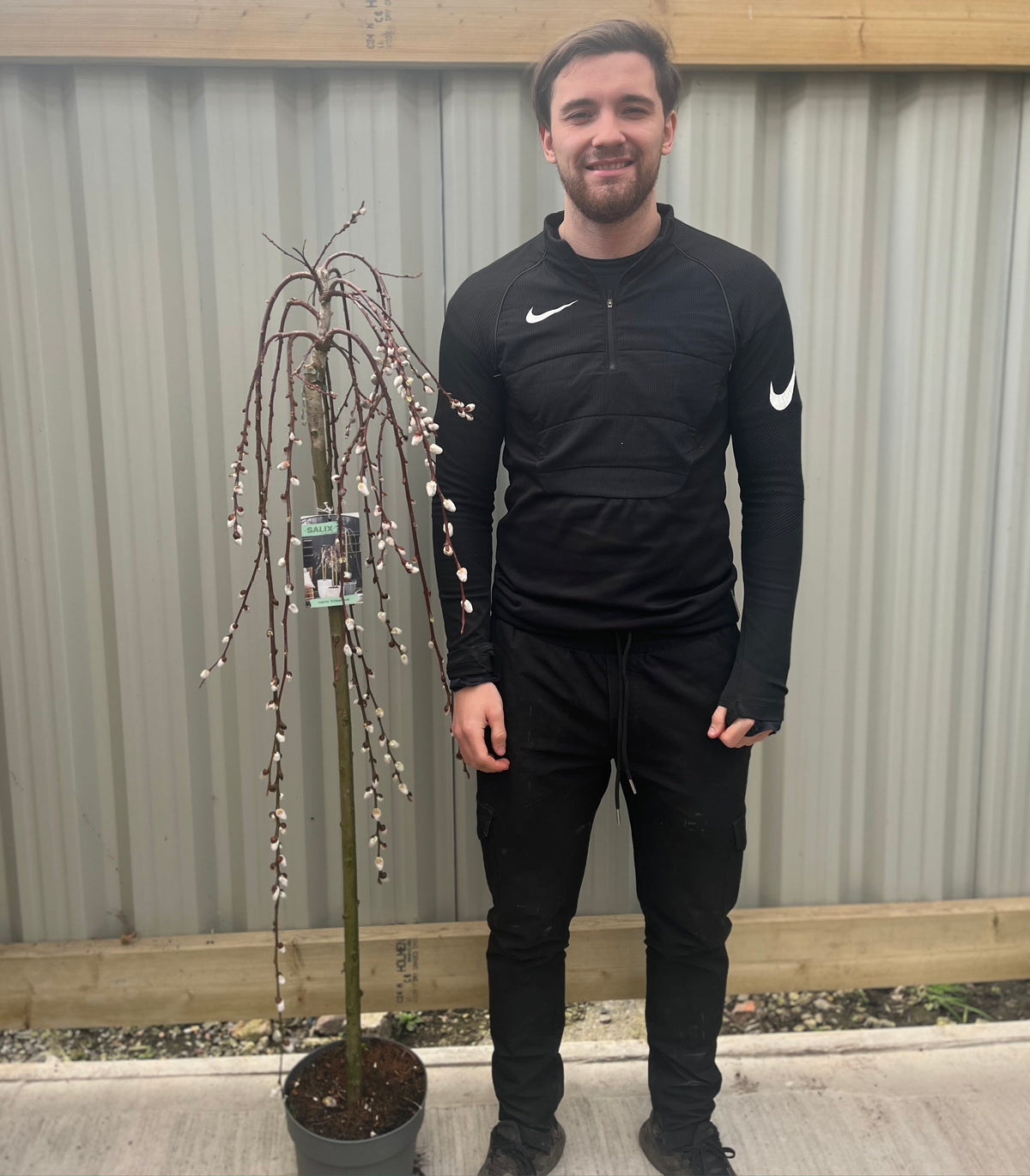 A smiling man in black sportswear stands beside a Salix &#39;Kilmarnock&#39; Weeping Willow Standard (120-150cm) in a pot, set against a corrugated metal fence and wooden beam—an eye-catching addition to any garden display.