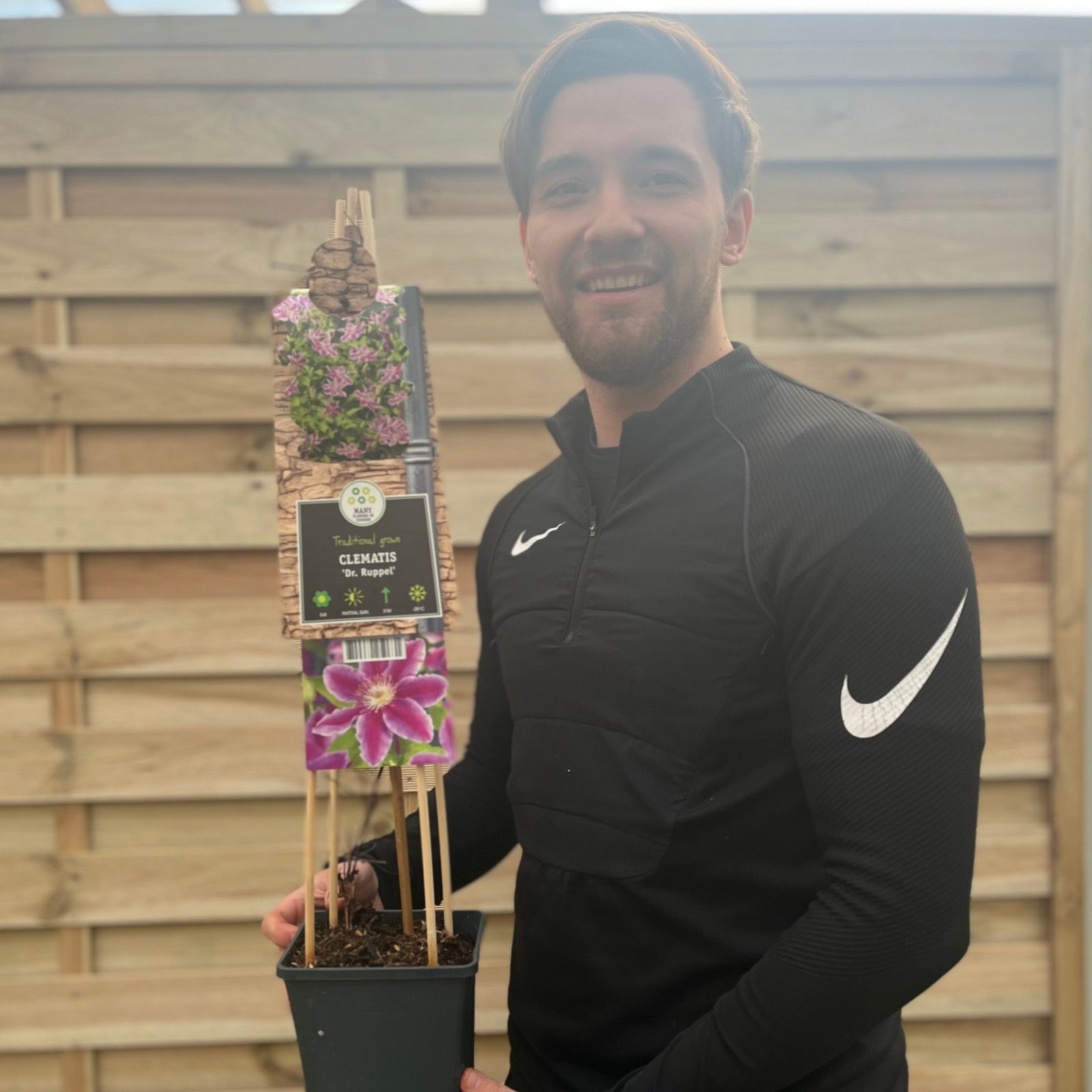 Clematis 'Doctor Ruppel' 70cm features striking bright purple and white, star-shaped blooms amid lush green leaves—a stunning deciduous climber that’s perfect for adding vibrant color to your garden in early summer.