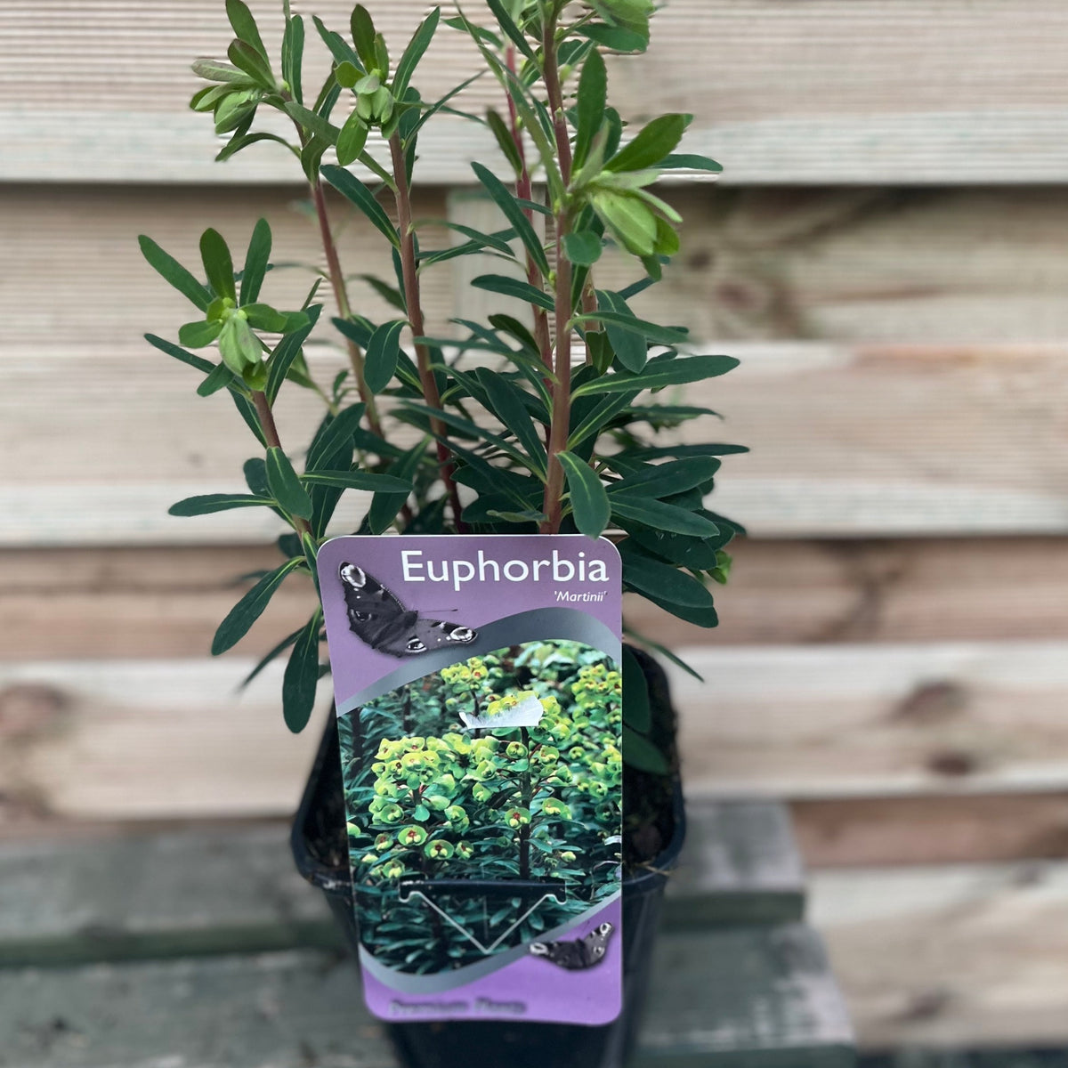 A compact Euphorbia x martinii in a 2L grower’s pot with a label featuring its blooms and a butterfly. Low maintenance, ideal for placing against wooden paneling.