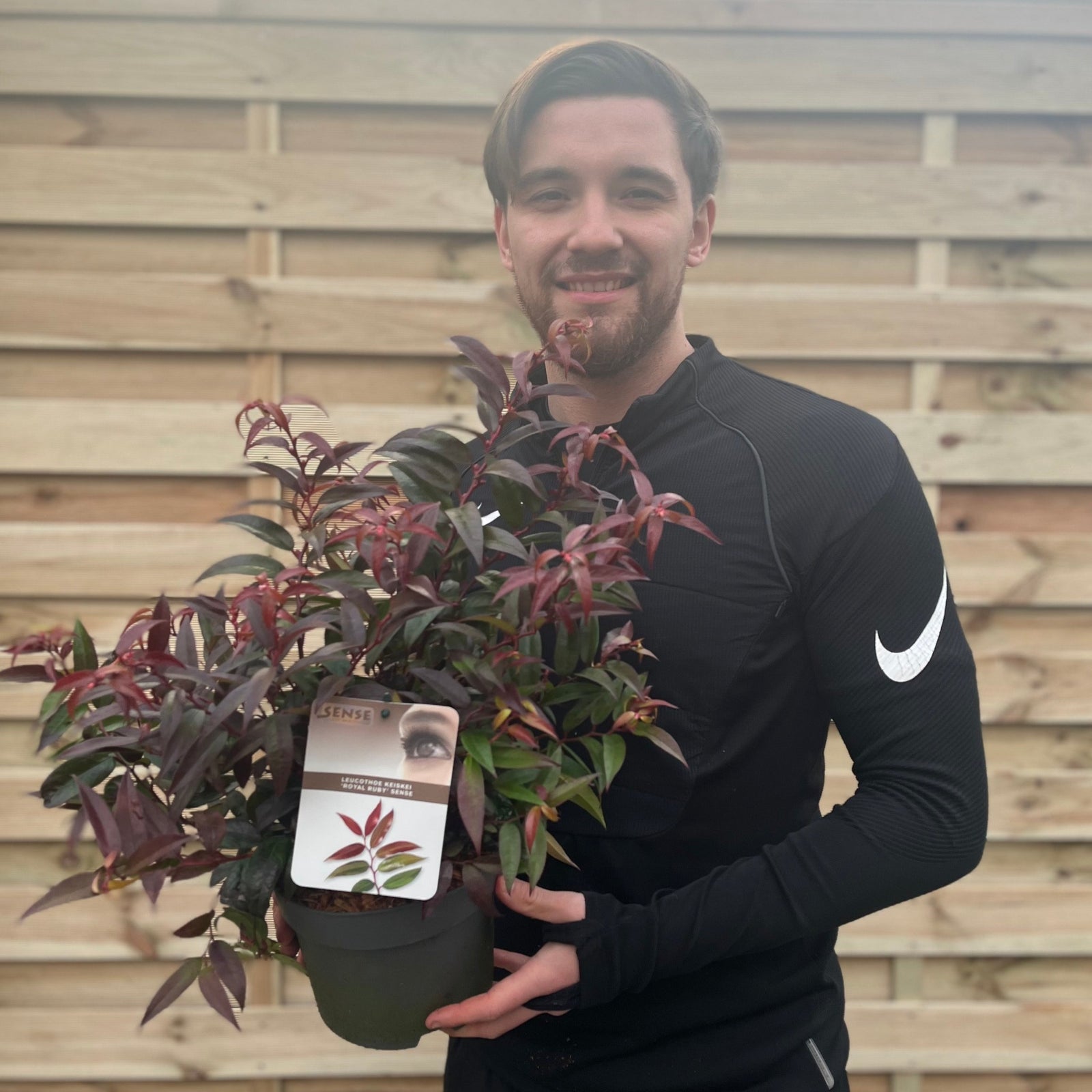 A smiling man in a black Nike sweatshirt holds a Leucothoe keiskei 'Royal Ruby' 2L, a potted plant with glossy reddish-green leaves ideal for winter interest, standing in front of a wooden fence.