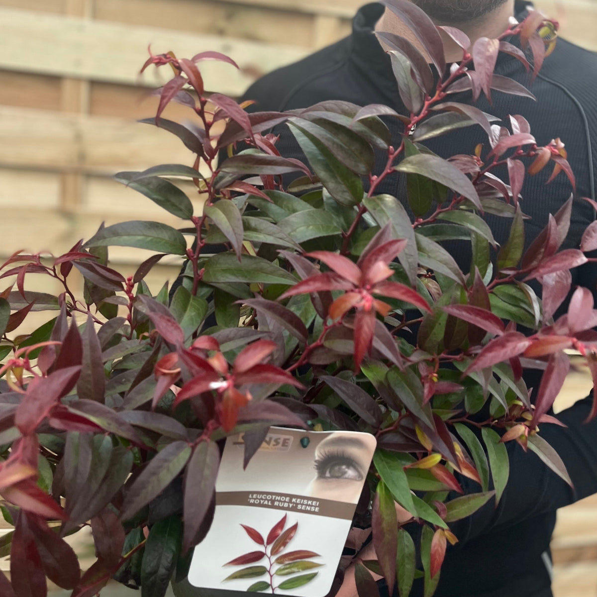 A person in a dark top holds a Leucothoe keiskei &#39;Royal Ruby&#39; 2L, featuring lush green and reddish-purple glossy foliage. A plant tag is attached to the stems, and a wooden fence can be seen in the background.
