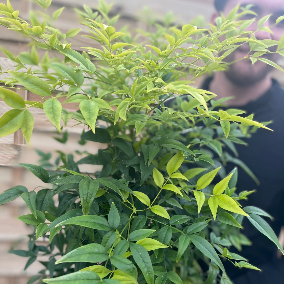 A Nandina domestica &#39;Lemon and Lime&#39; (9cm/2L), a leafy evergreen shrub with light and dark green leaves, is in focus with a blurred person in dark clothing and a wooden fence in the background.