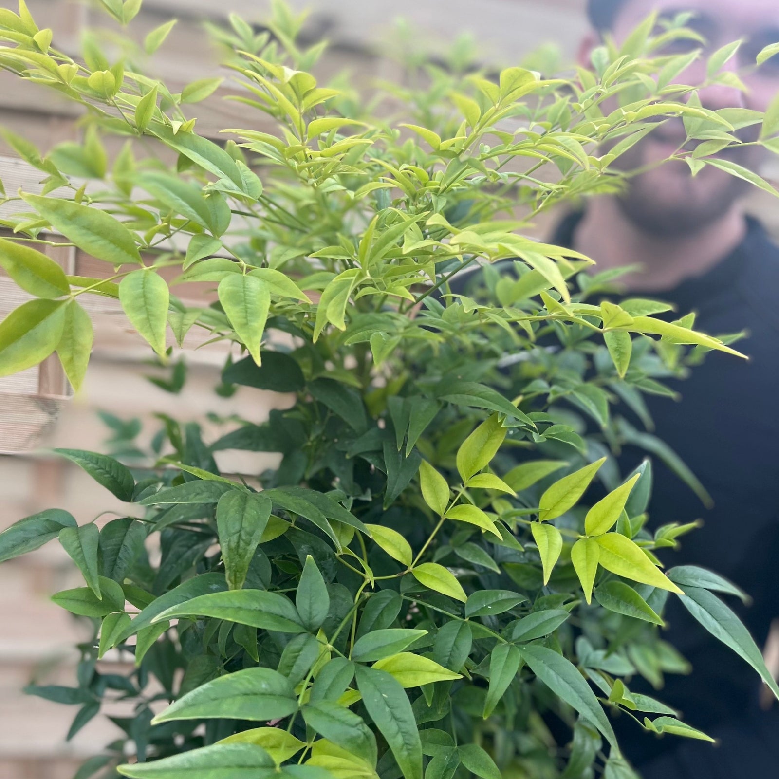 A smiling person in a black Nike sweatshirt holds a Nandina domestica 'Lemon and Lime' (9cm/2L) with green leaves and a yellow label, standing in front of a wooden fence.
